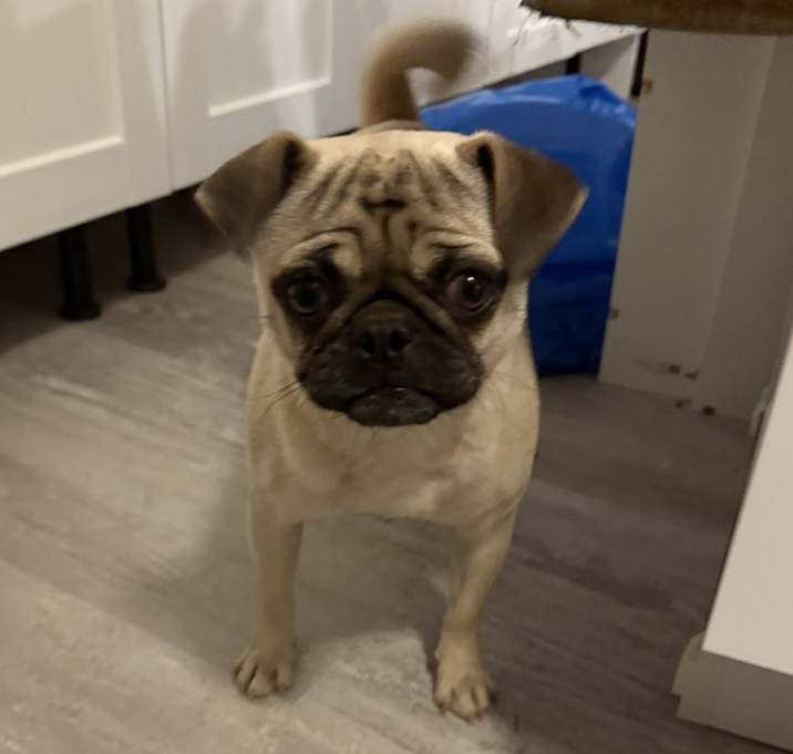 Photo of Mira, Bella and Gizmo 3 pugs