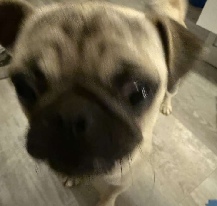 Photo of Gizmo