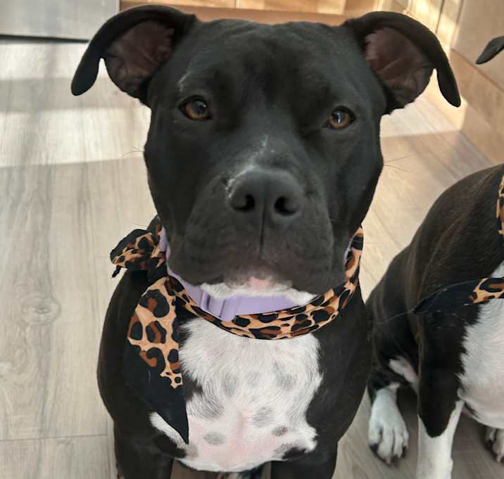 Photo of Nova