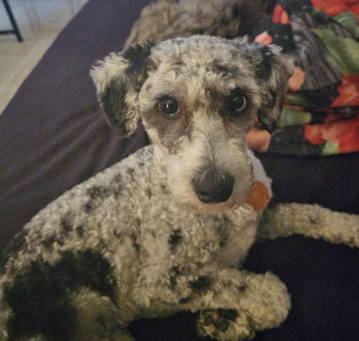 Photo of Bruno