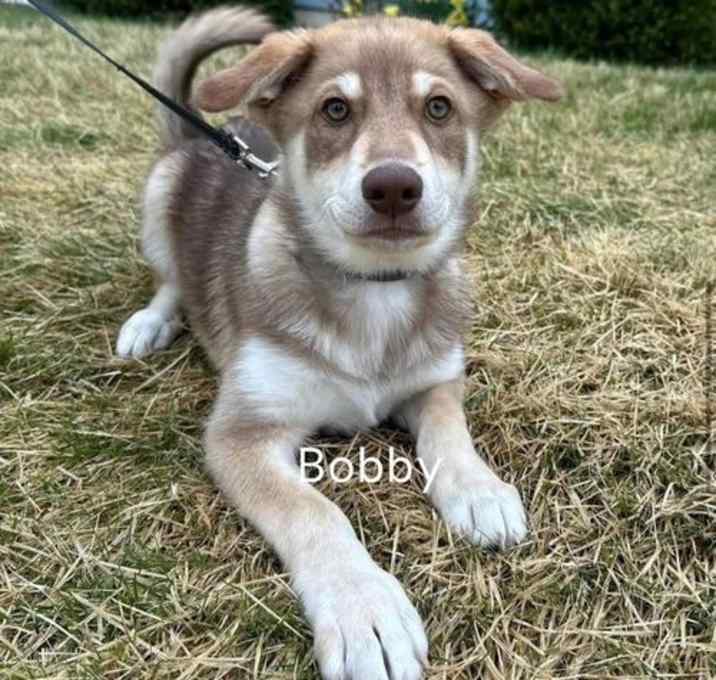 Photo of Bobby