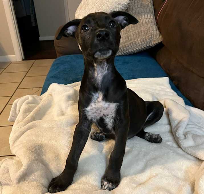Photo of Raven