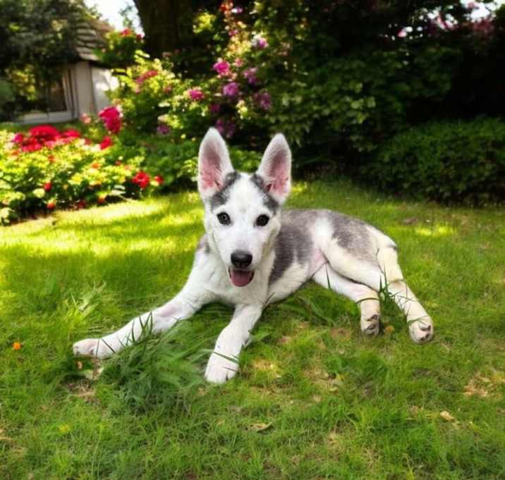 Photo of Khaleesi