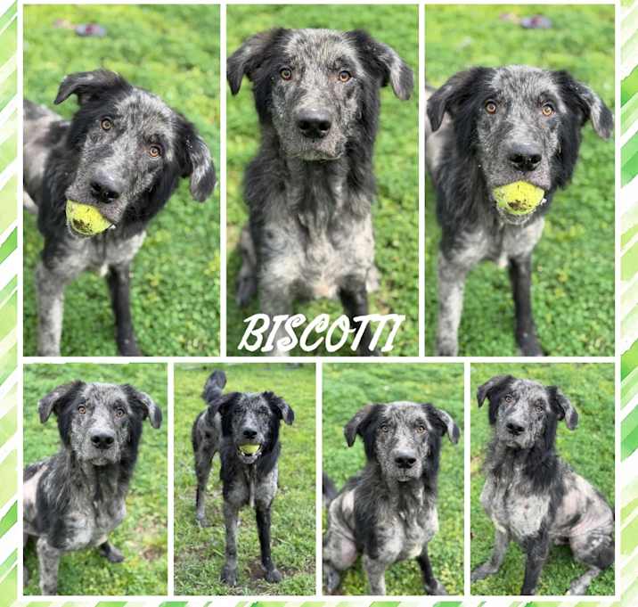 Photo of Biscotti