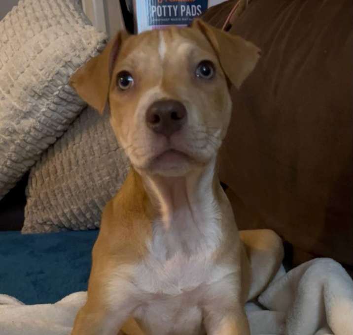 Photo of Gator