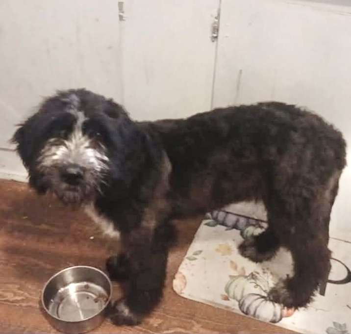 Photo of Polly Adoption Pending