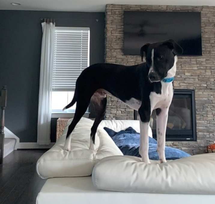 Photo of Bentley