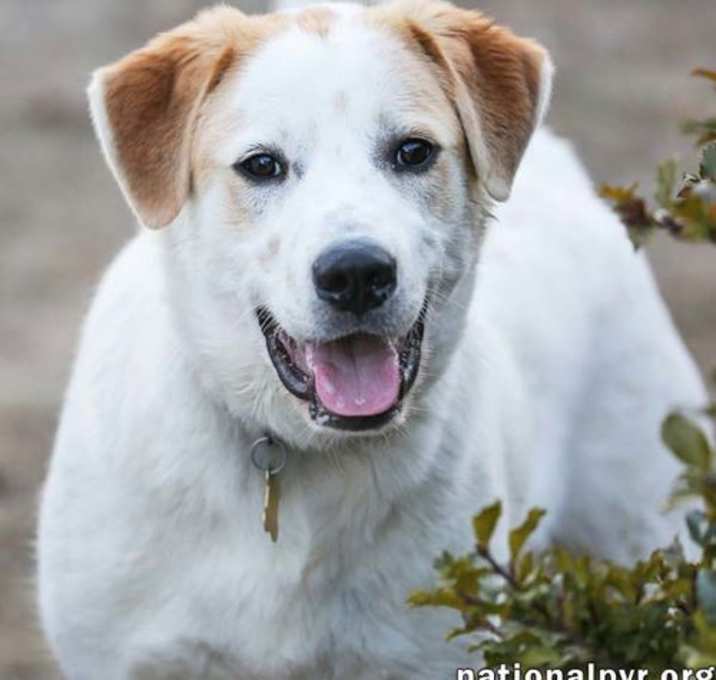Photo of Lucky in CT - Loves To Hang Out With His People!