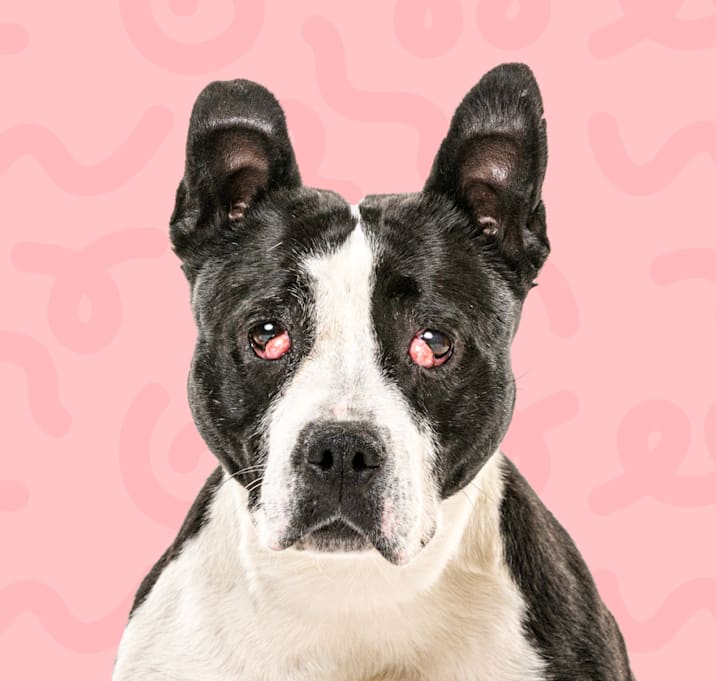 Photo of Bonnie