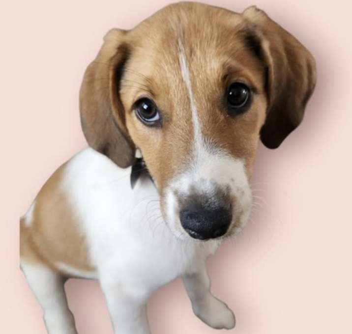 Photo of FERN