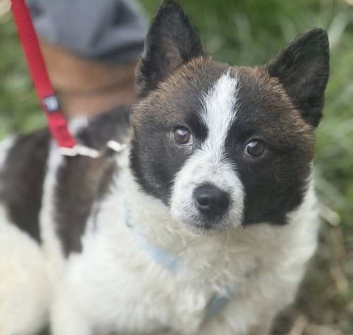 Photo of Scout