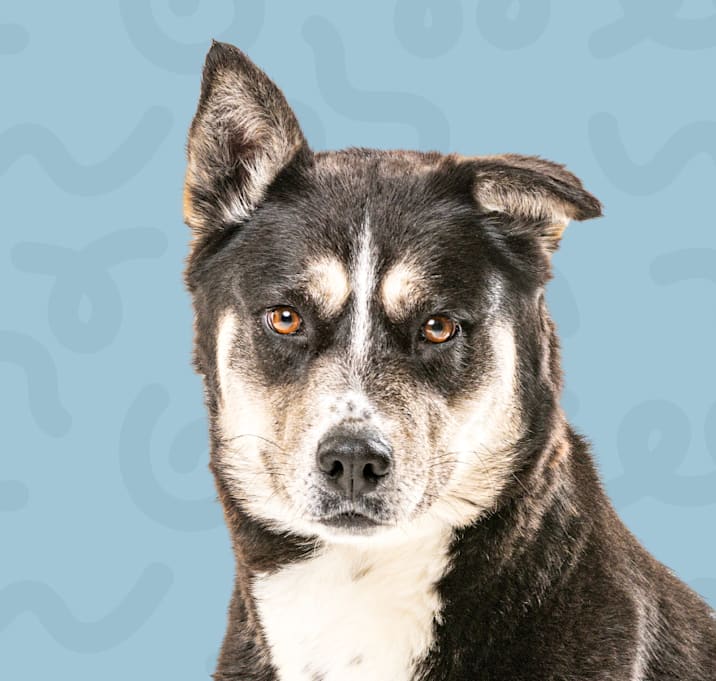 Photo of Oreo