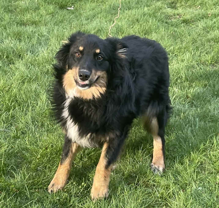 Photo of Rocky