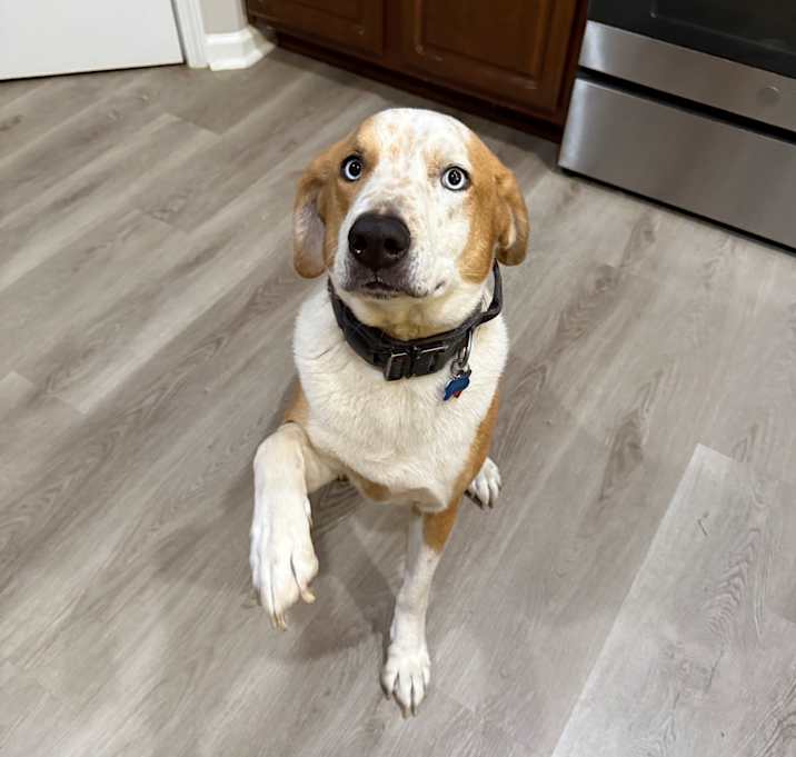 Photo of Milo