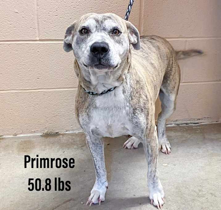 Photo of Primrose