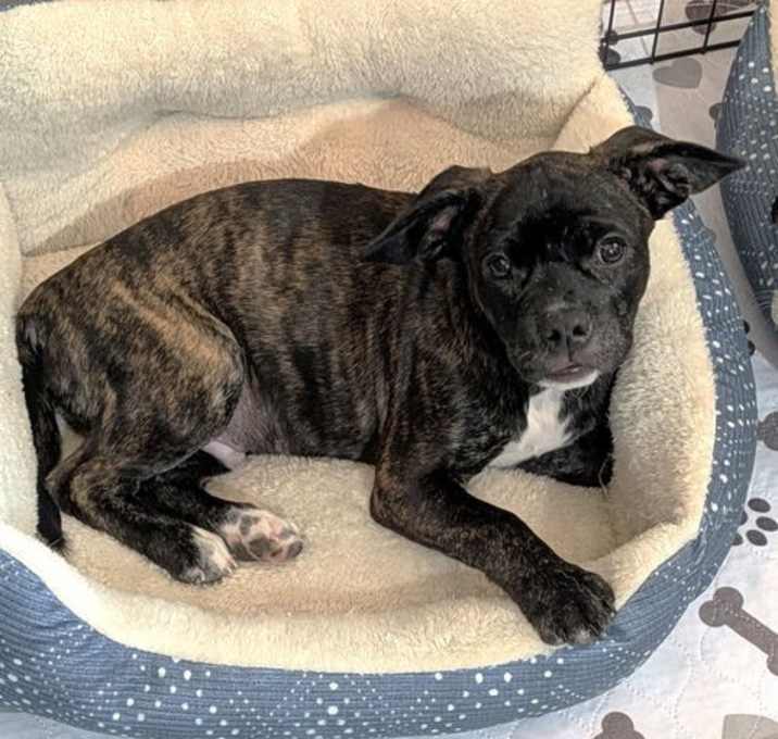 Photo of Pickles