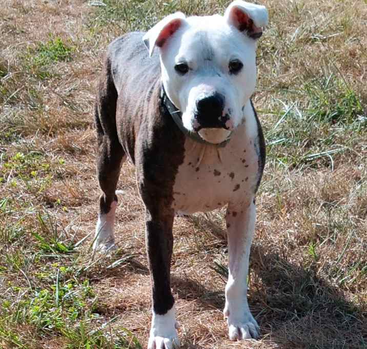Photo of Sparky