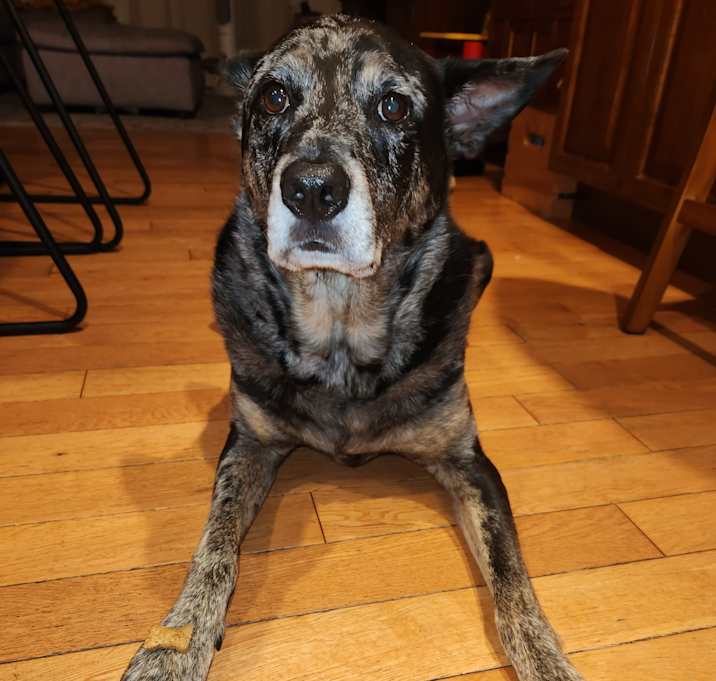 Photo of Leo - NJ
