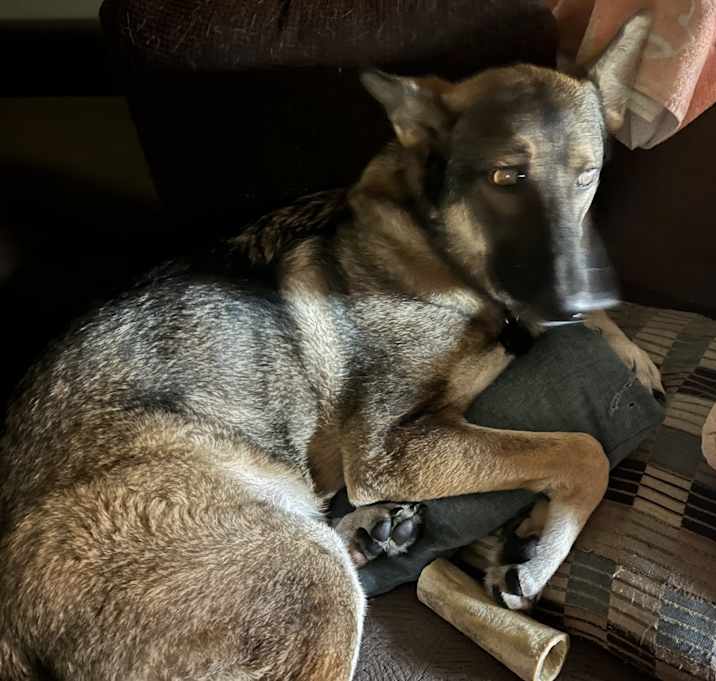 Photo of Niko