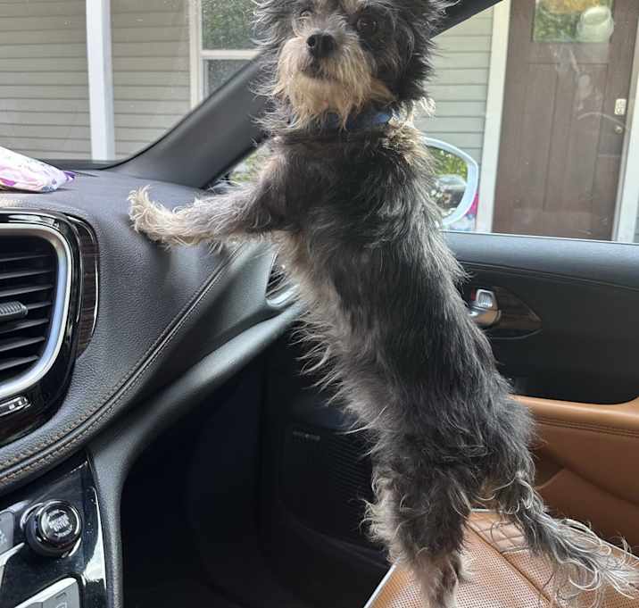 Photo of Oscar