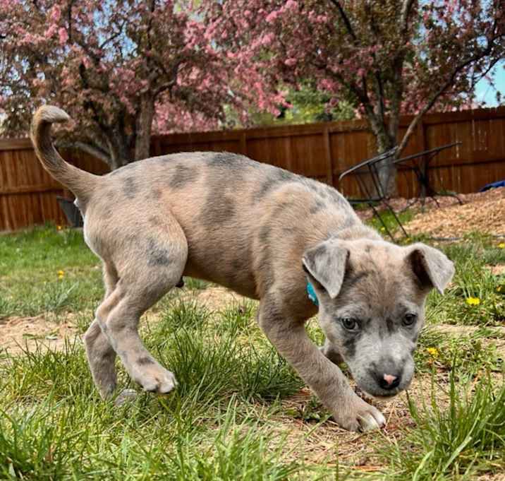 Photo of Scooter