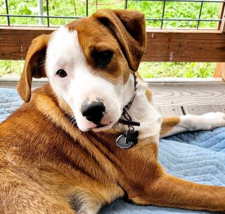 Photo of Checkers