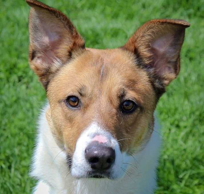 Photo of Bowser