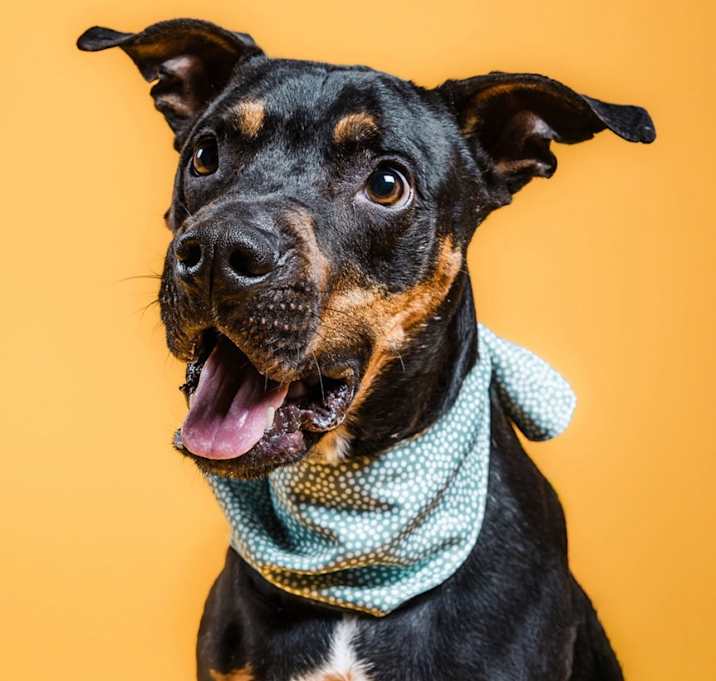 Photo of Rufus