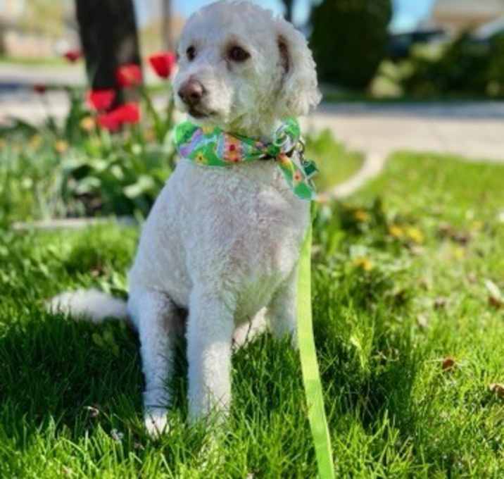 Photo of Teddy