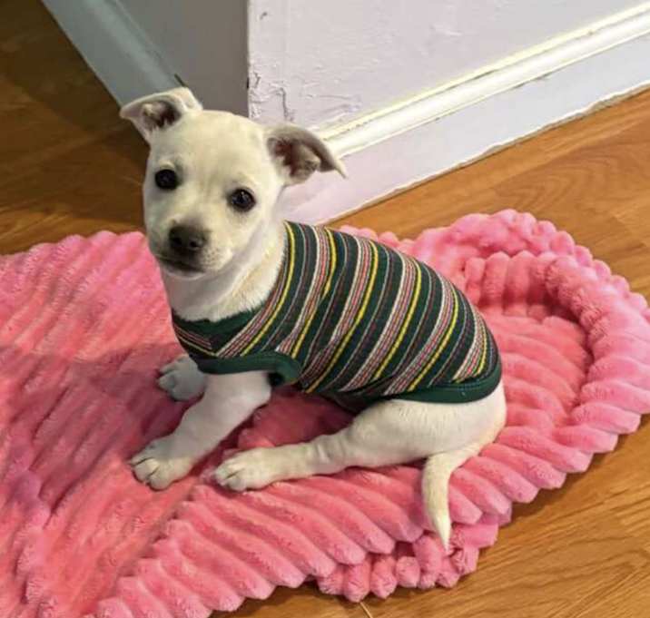 Photo of Frankie