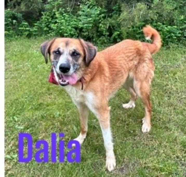 Photo of Dalia/ginger 125025