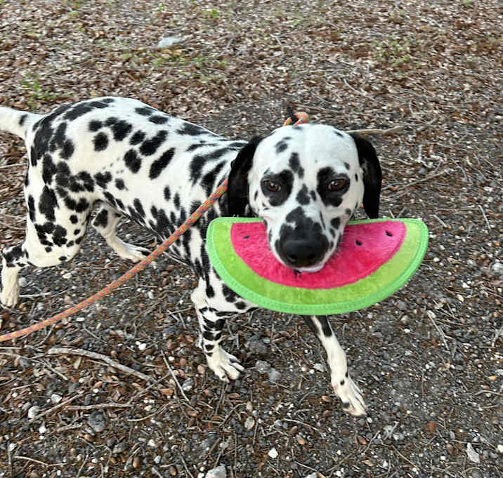 Photo of Bella