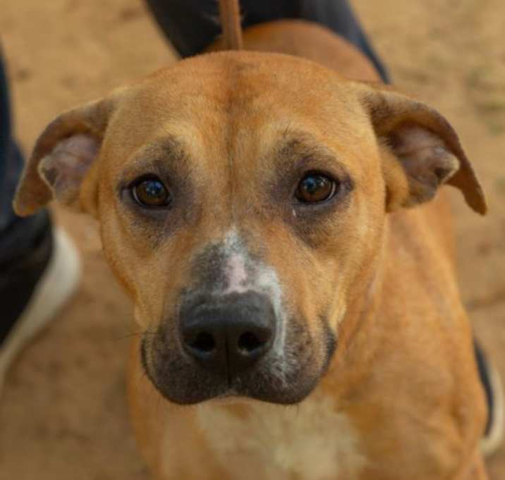 Photo of PETUNIA