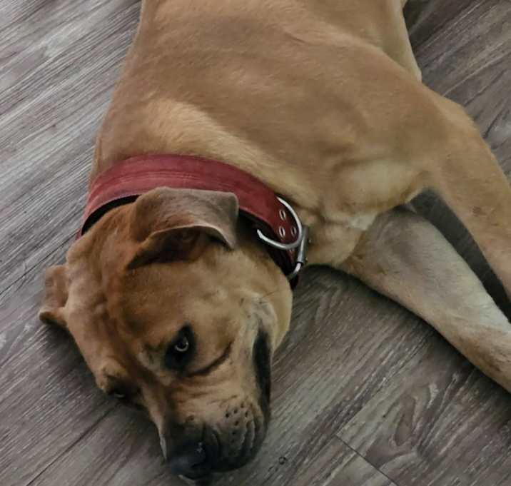 Photo of Rocky