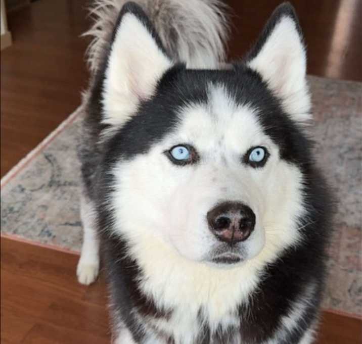 Photo of Raider