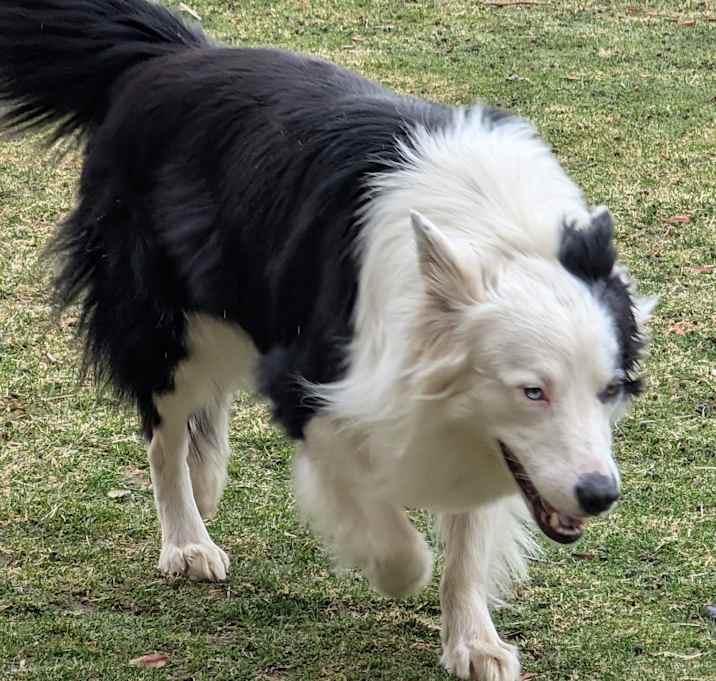 Photo of Buddy
