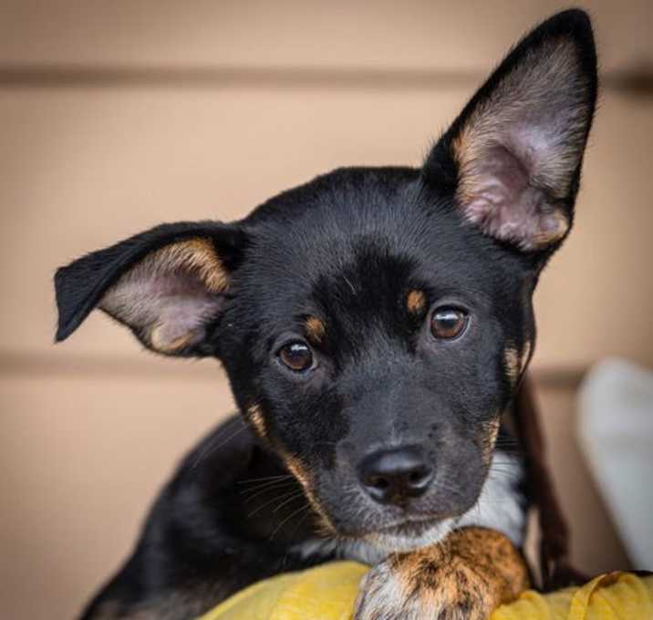 Photo of Doris - Madeline's pup