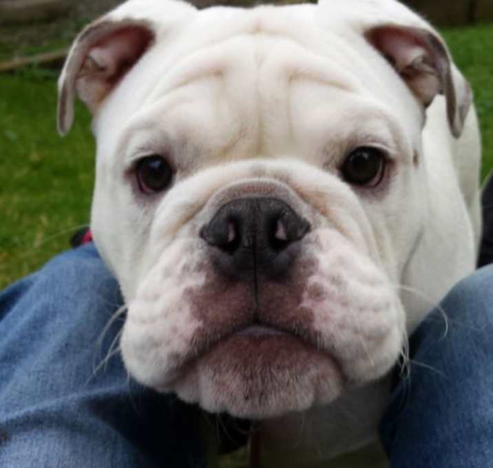 Photo of Chesty