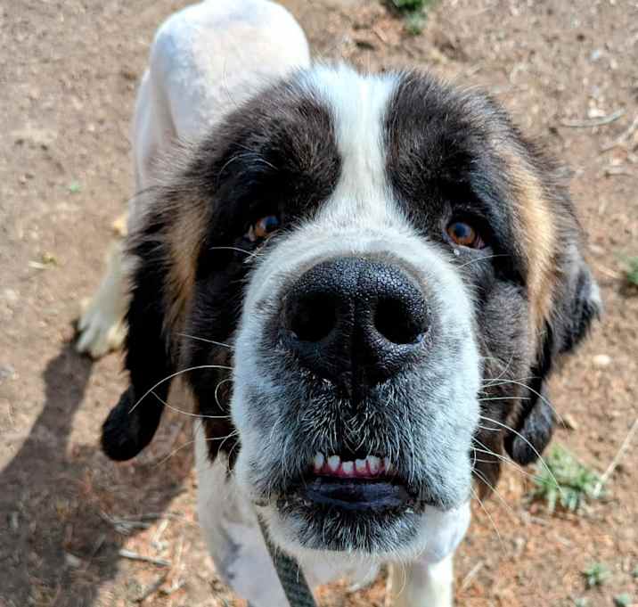 Photo of Kyln - Shy, Sweet Floofball! Adopt $200!