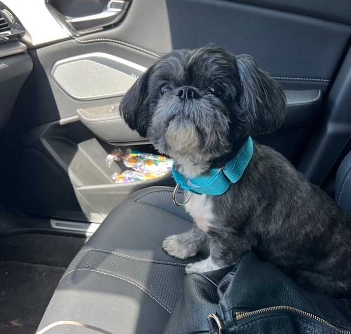 Photo of Ralphie