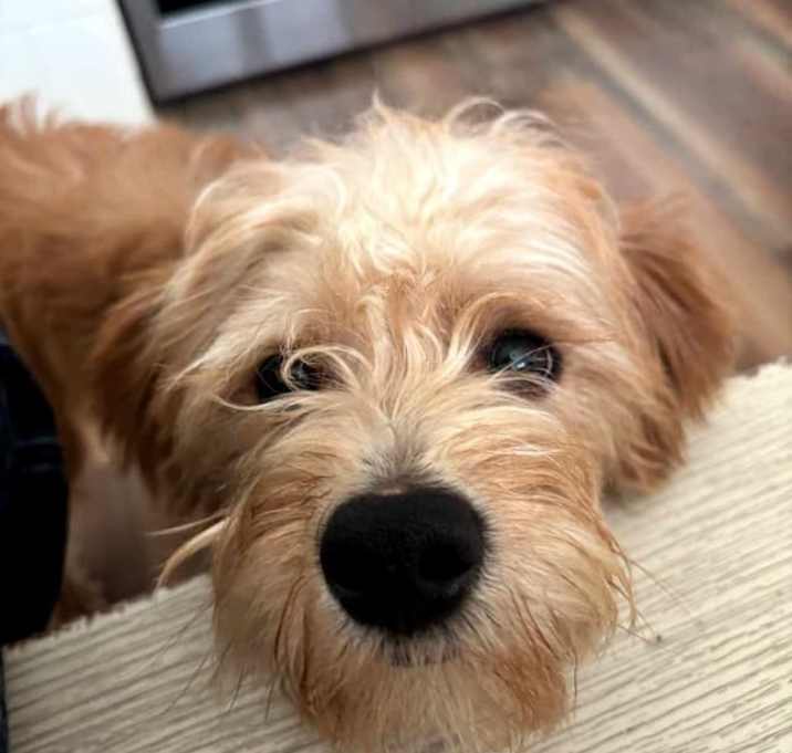 Photo of Knuckles