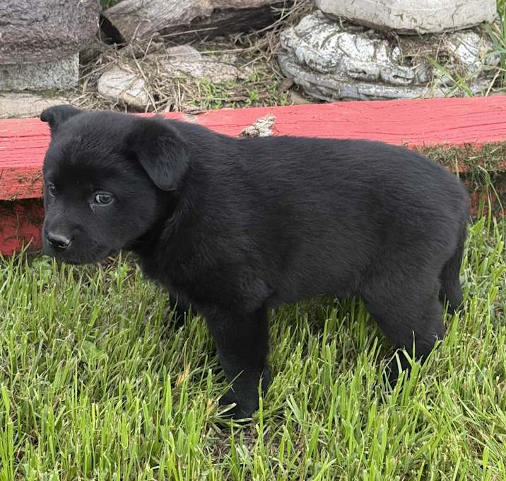 Photo of Zorro