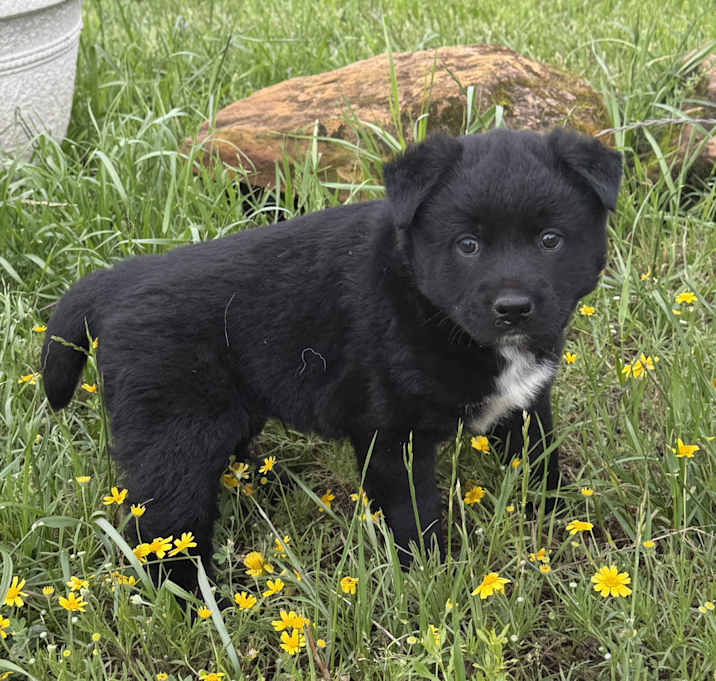 Photo of Bear