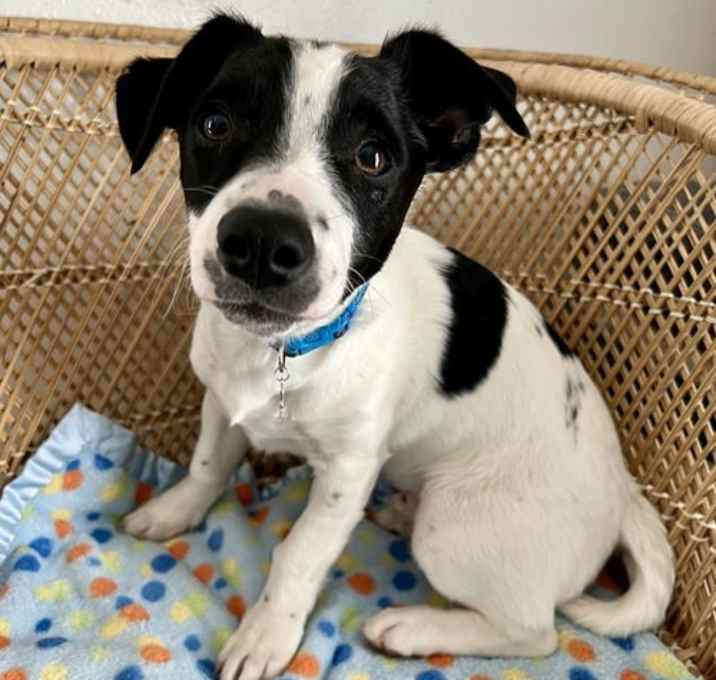 Photo of Bandit