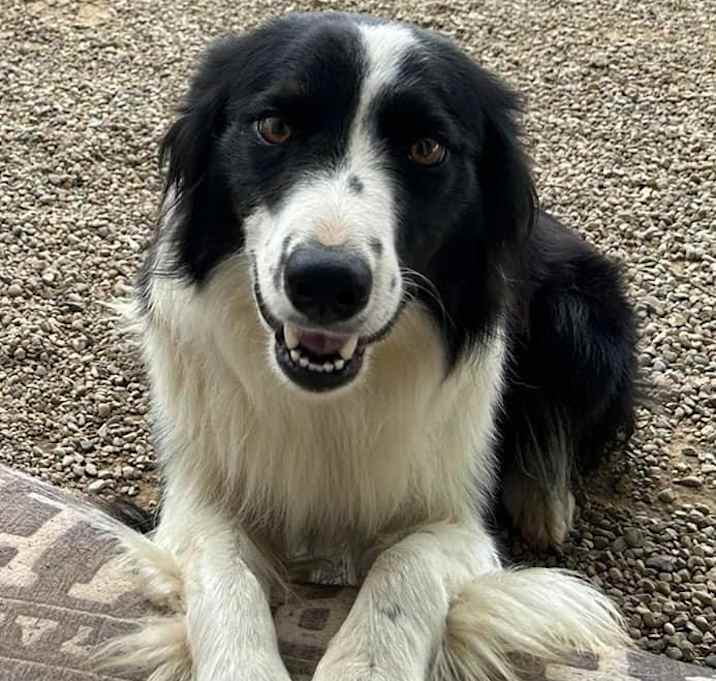 Photo of Loki