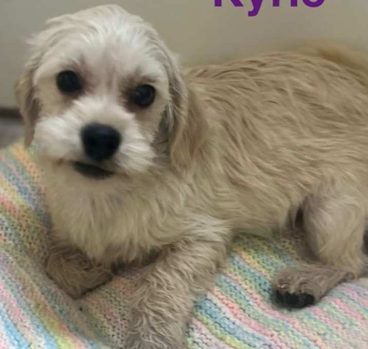 Photo of Kyrie