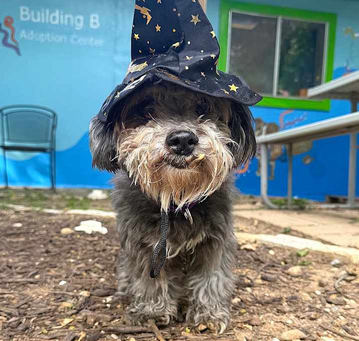 Photo of The Forrest Wizard