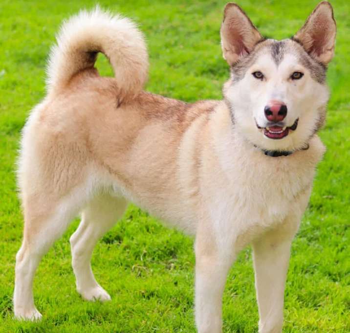 Photo of Strider