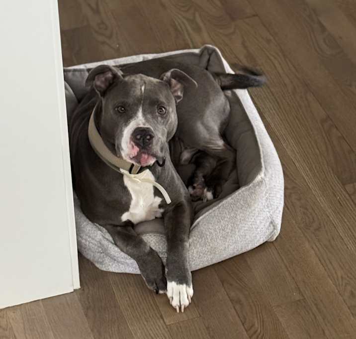 Photo of Apollo