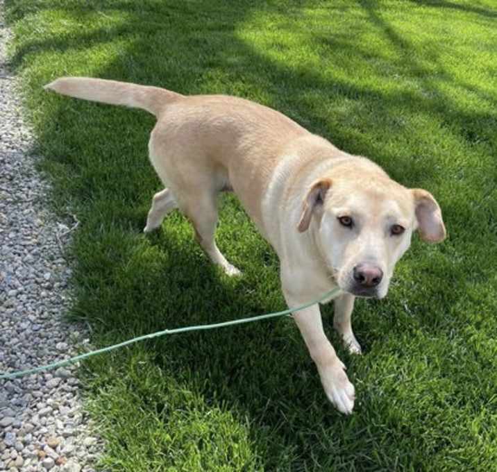 Photo of Nala